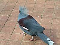 Pigeon a crete (Photo F. Mrugala) (2)
